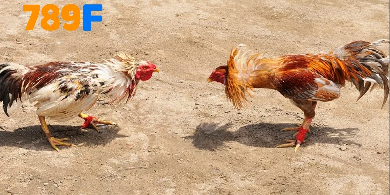 Các cửa cược cơ bản khi chơi