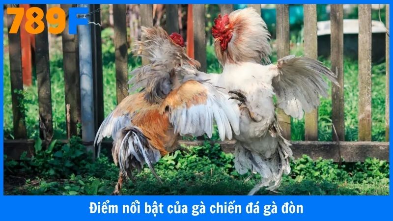 Điểm nổi bật của gà chiến đá gà đòn