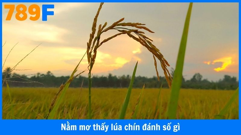 Nằm Mơ Thấy Lúa Chín Đánh Số Gì
