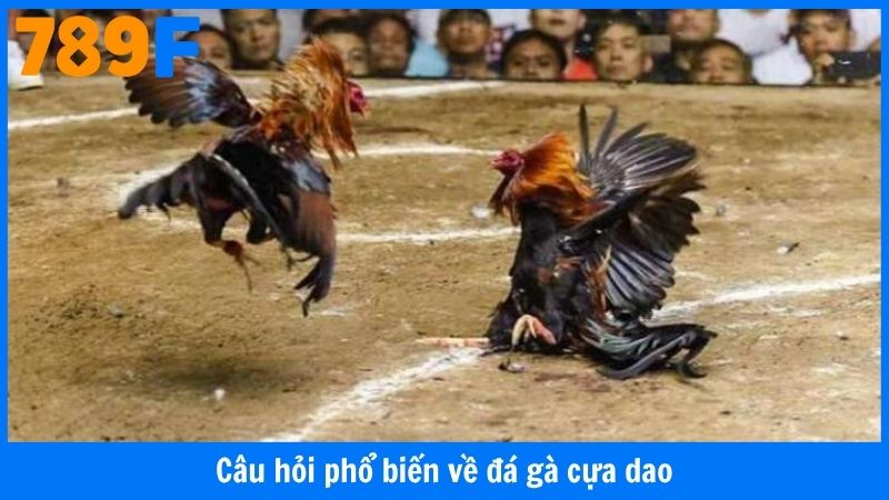 Câu hỏi thường gặp về đá gà cựa dao